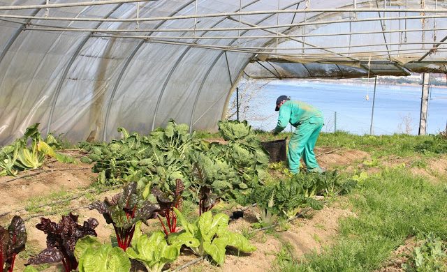 Plantando semillas de Integración